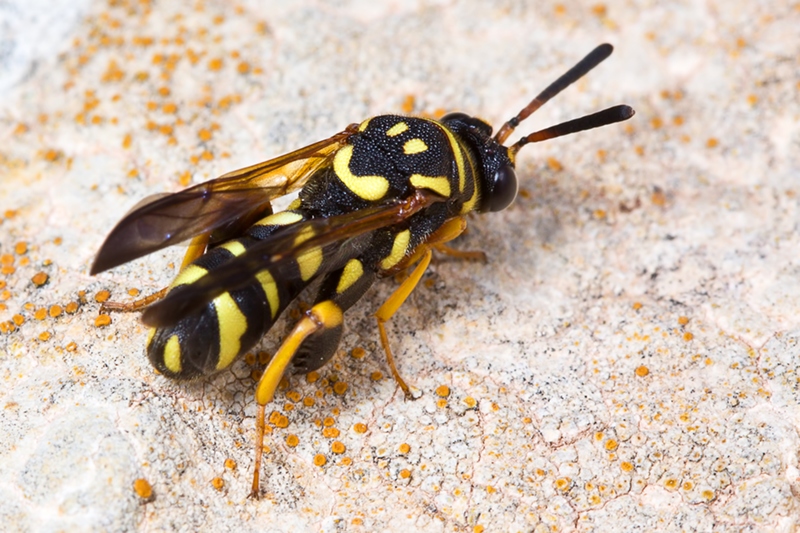 Leucospis sp. femmina di Malta